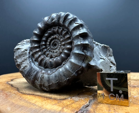 Gagaticeras Ammonite fossil with box and stand - Whitby, North Yorkshire Jurassic Coast Yorkshire Fossils