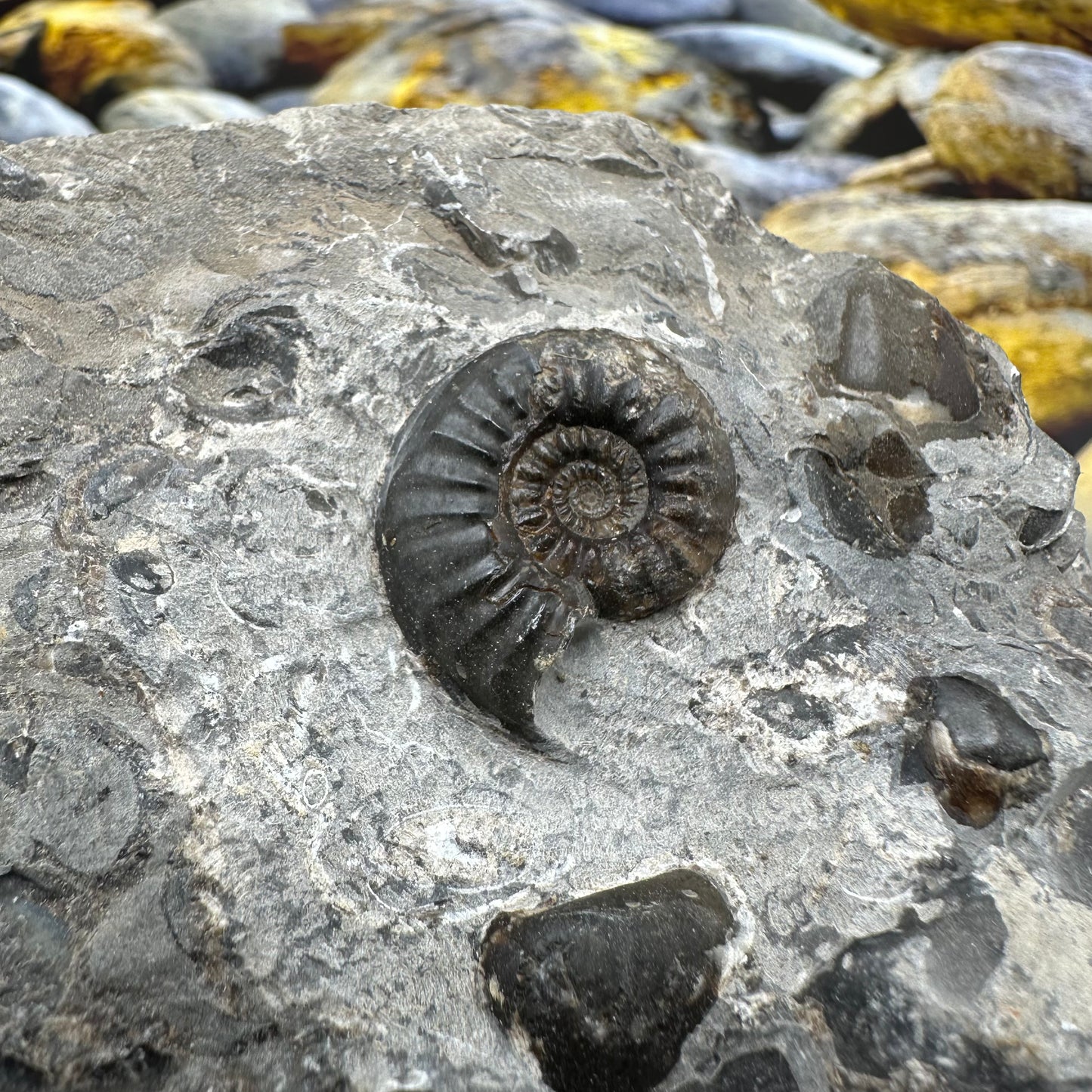 Amaltheus subnodosus ammonite fossil - Whitby, North Yorkshire Jurassic Coast, Yorkshire Fossils