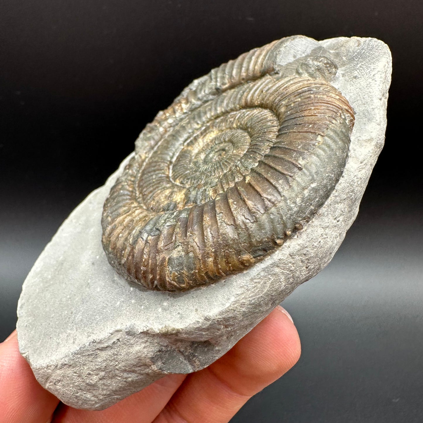 Dactylioceras Ammonite Fossil With Box And Stand - Whitby, North Yorkshire Jurassic Coast Yorkshire Fossils