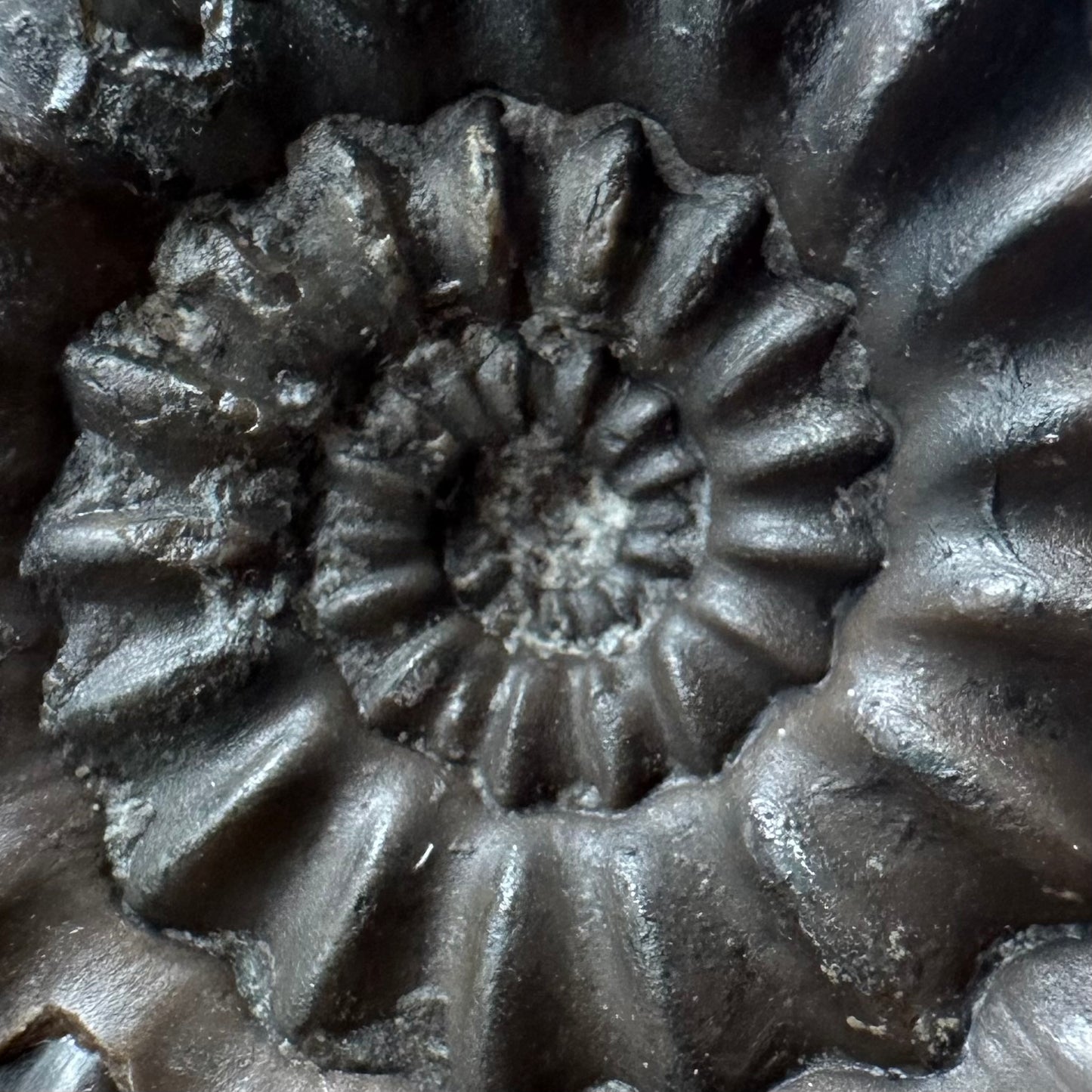Androgynoceras maculatum ammonite fossil with box and stand - Whitby, North Yorkshire Jurassic Coast Yorkshire Fossils