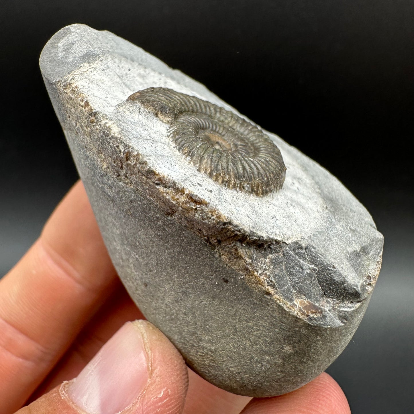 Dactylioceras Ammonite Fossil With Box And Stand - Whitby, North Yorkshire Jurassic Coast Yorkshire Fossils
