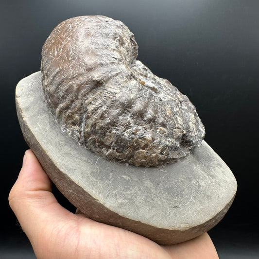 Liparoceras ammonite fossil stand - Whitby, North Yorkshire Jurassic Coast Yorkshire Fossils