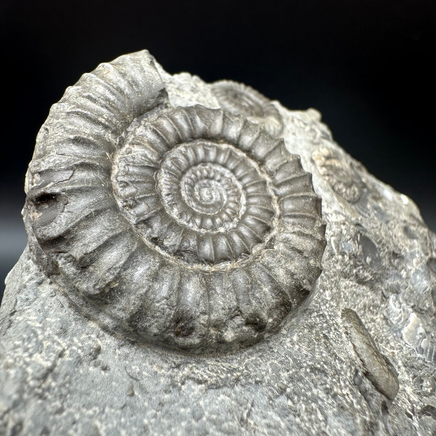 Arnioceras ammonite shell fossil with stand - Whitby, North Yorkshire Jurassic Coast Yorkshire Fossils