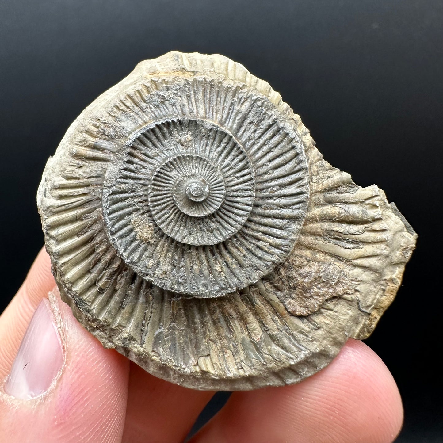 Dactylioceras Ammonite nodule (split pair) Fossil With Box And Stand - Whitby, North Yorkshire Jurassic Coast Yorkshire Fossils