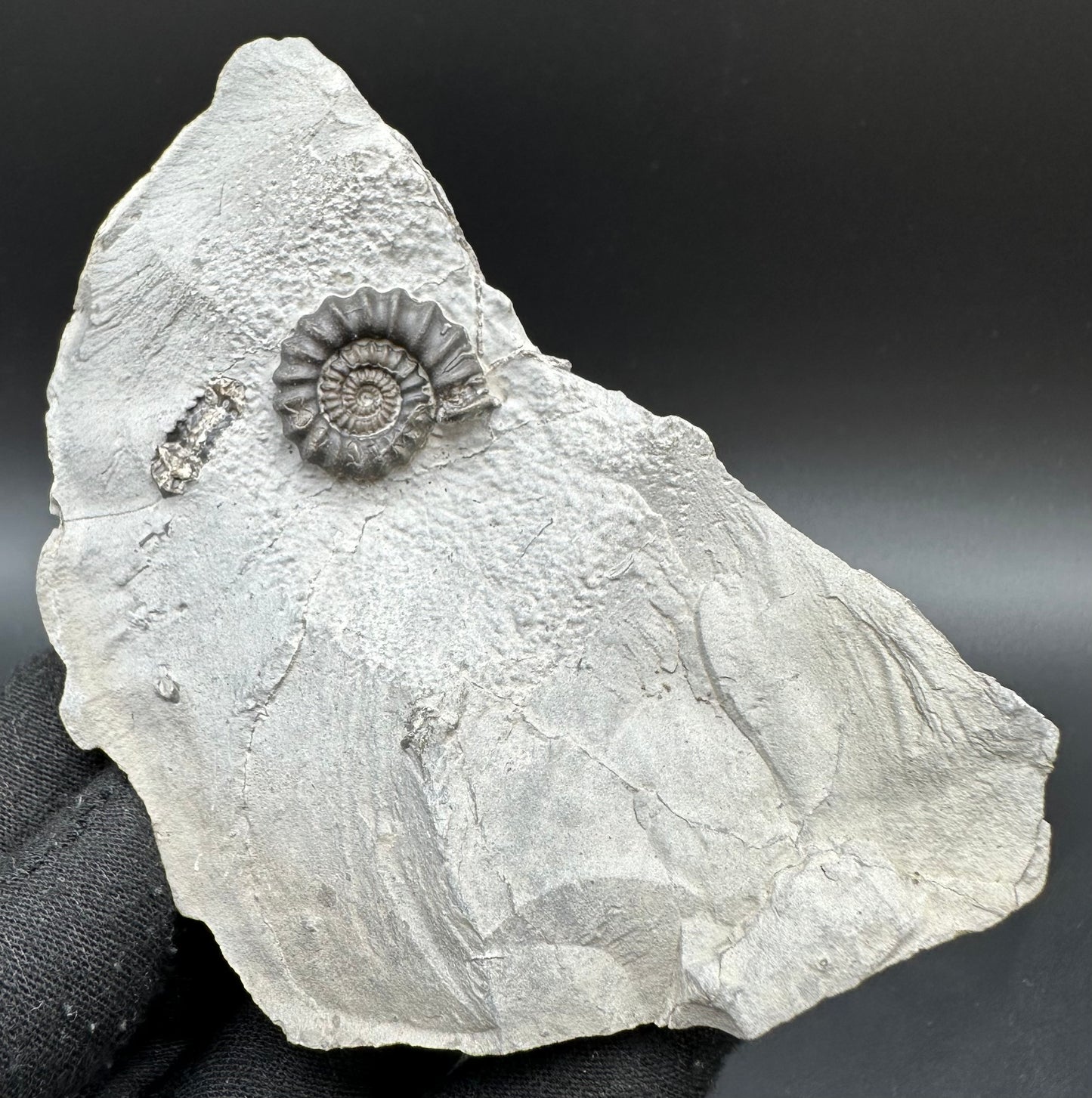 Gagaticeras Ammonite fossil with box and stand - Whitby, North Yorkshire Jurassic Coast Yorkshire Fossils