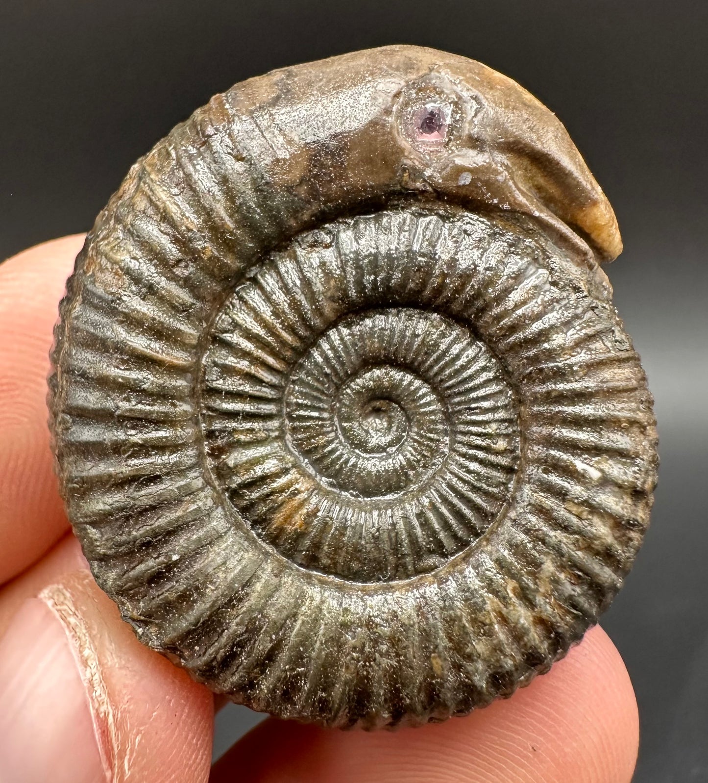 Snakestone Ammonite Fossil With Bag/Box And Stand - Whitby, North Yorkshire Jurassic Coast Yorkshire Fossils