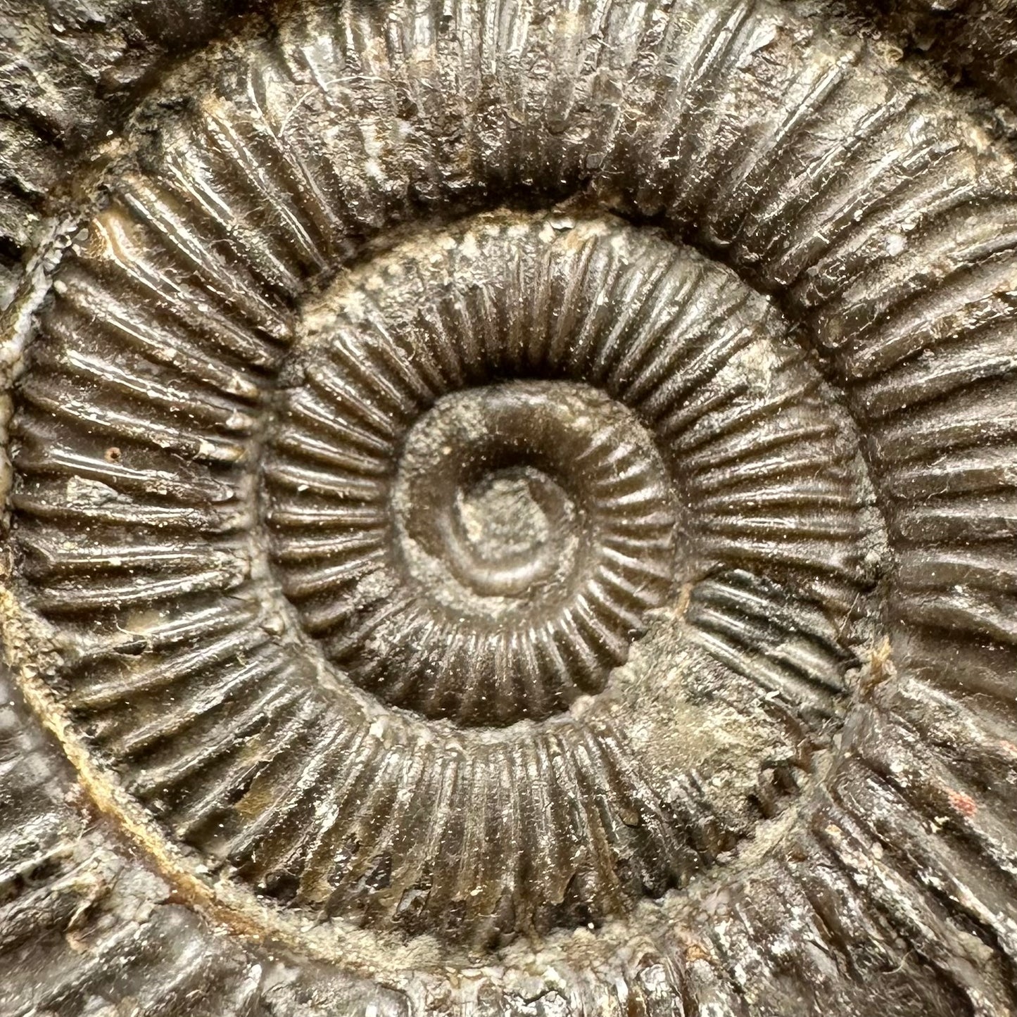 Dactylioceras Ammonite Fossil With Box And Stand - Whitby, North Yorkshire Jurassic Coast Yorkshire Fossils