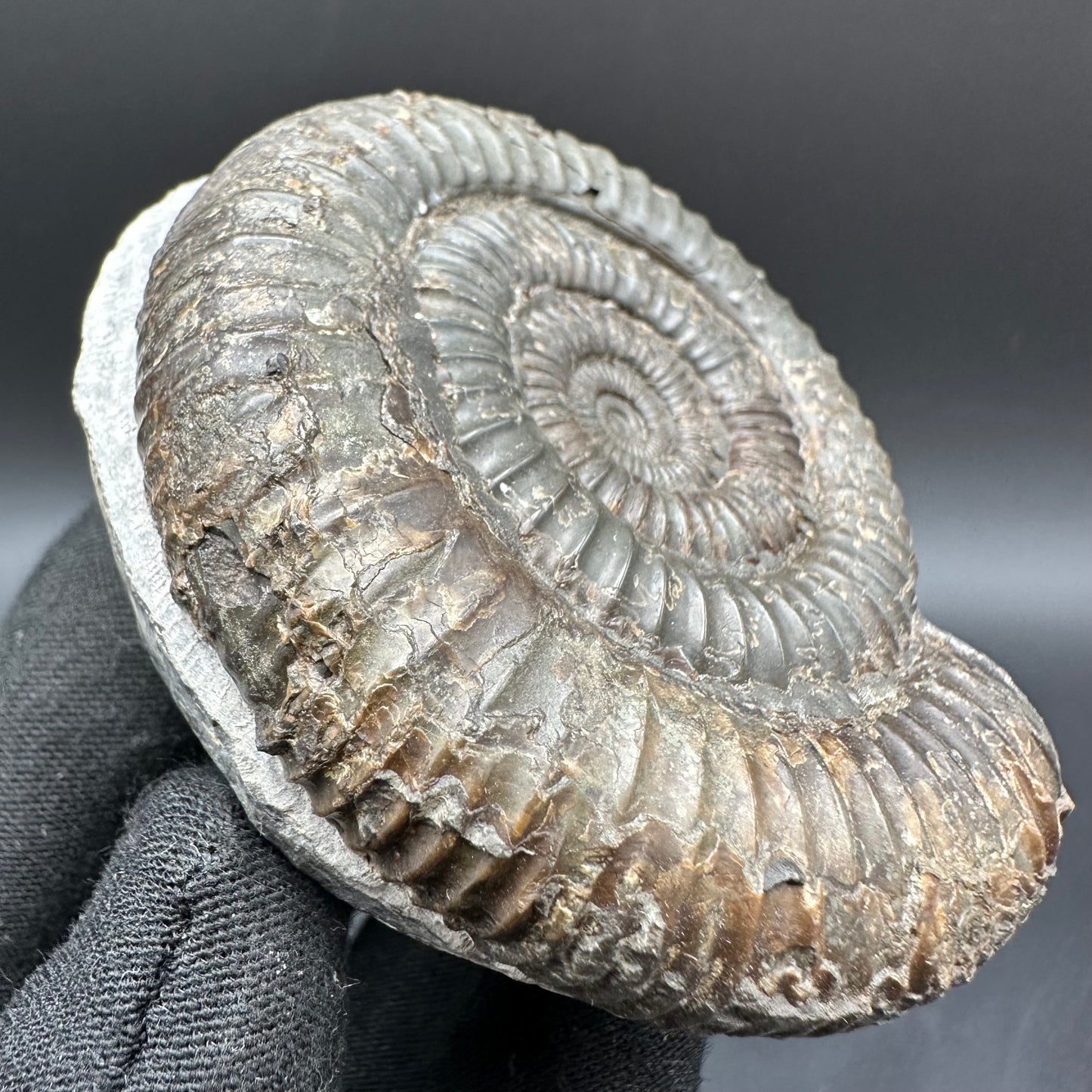 Dactylioceras Ammonite Fossil With Box And Stand - Whitby, North Yorkshire Jurassic Coast Yorkshire Fossils
