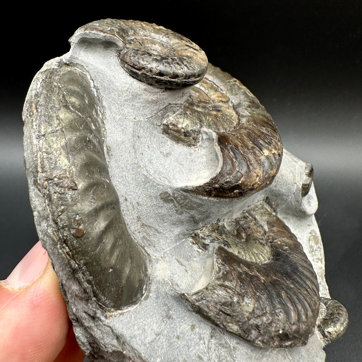Grammoceras thoaurense Ammonite shell fossil with box and stand - Whitby, North Yorkshire, Yorkshire Fossils from the Jurassic Coast