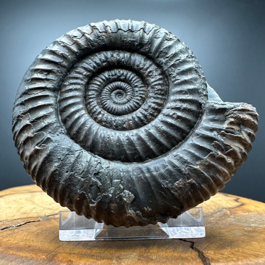 Dactylioceras Ammonite Fossil With box and Stand - Whitby, North Yorkshire Jurassic Coast Yorkshire Fossils