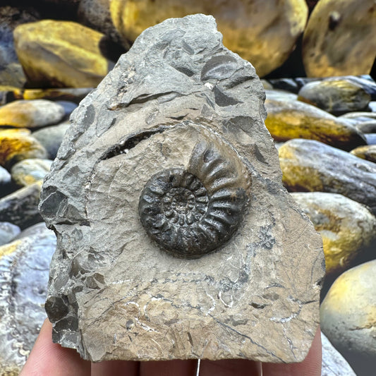 Amaltheus subnodosus ammonite fossil - Whitby, North Yorkshire Jurassic Coast Yorkshire Fossils