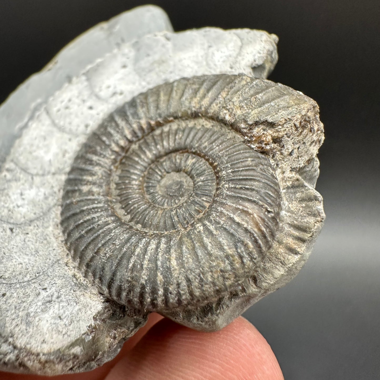 Dactylioceras Ammonite Fossil With Box And Stand - Whitby, North Yorkshire Jurassic Coast Yorkshire Fossils