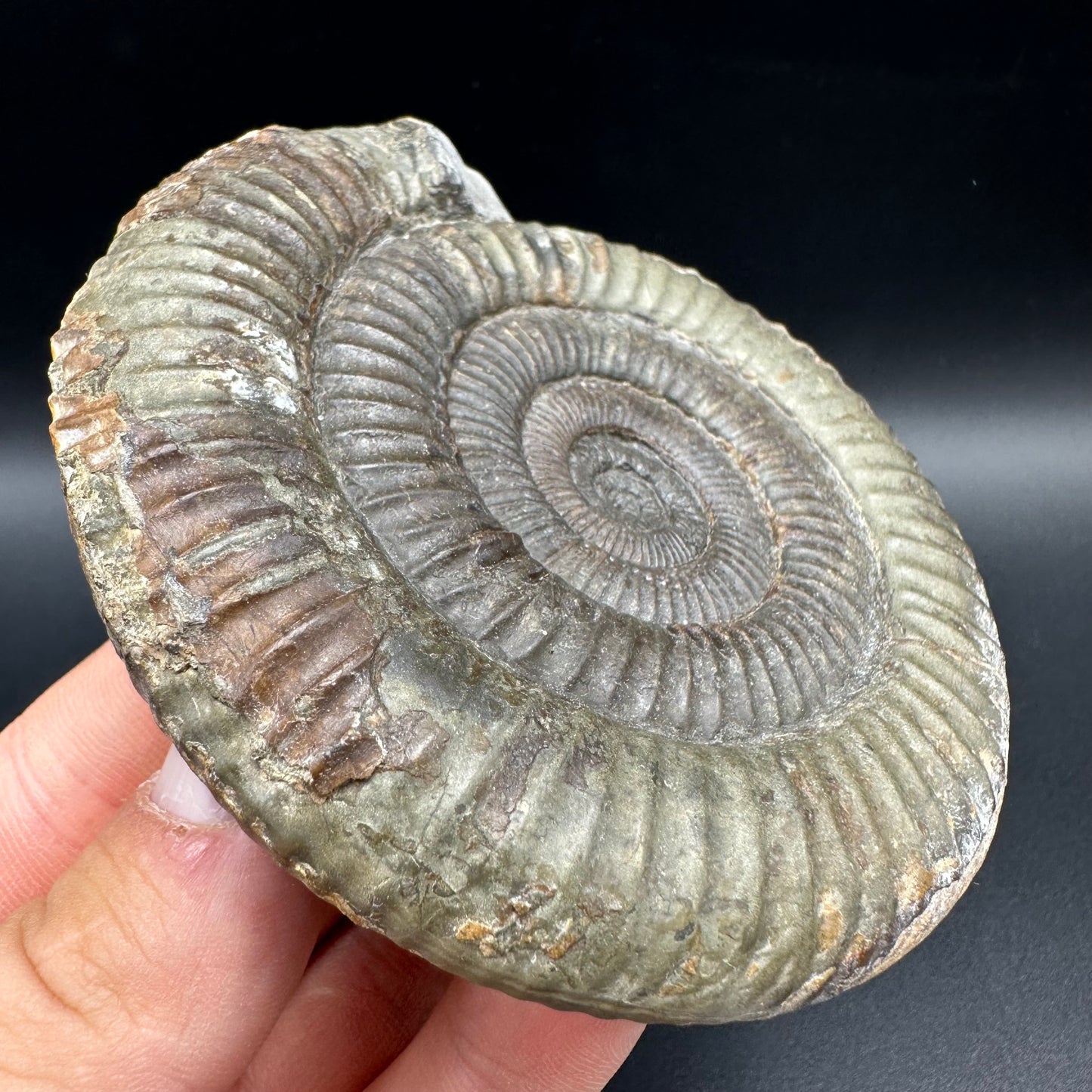 Dactylioceras Ammonite Fossil With Box And Stand - Whitby, North Yorkshire Jurassic Coast Yorkshire Fossils