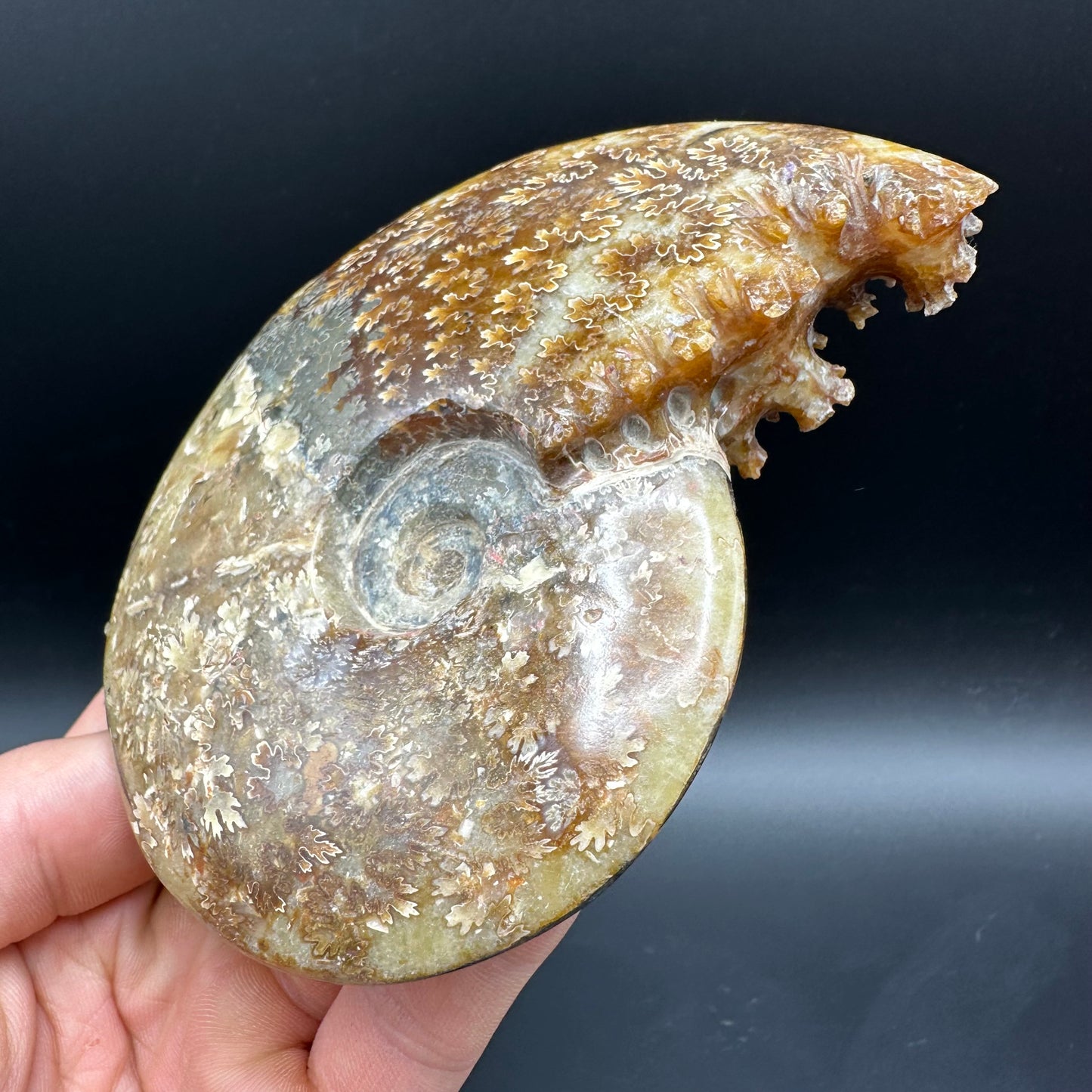 Cleoniceras Ammonite Fossil With Box And Stand - Cretaceous Ammonite Madagascar