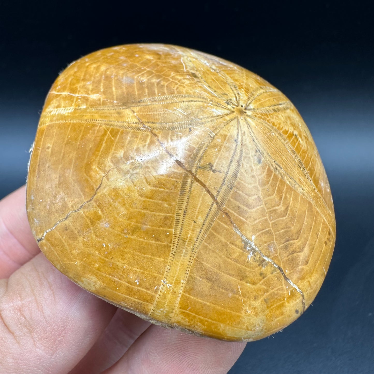 Holectypus Sea Urchin Fossil With Box And Stand - Middle Jurassic Madagascar