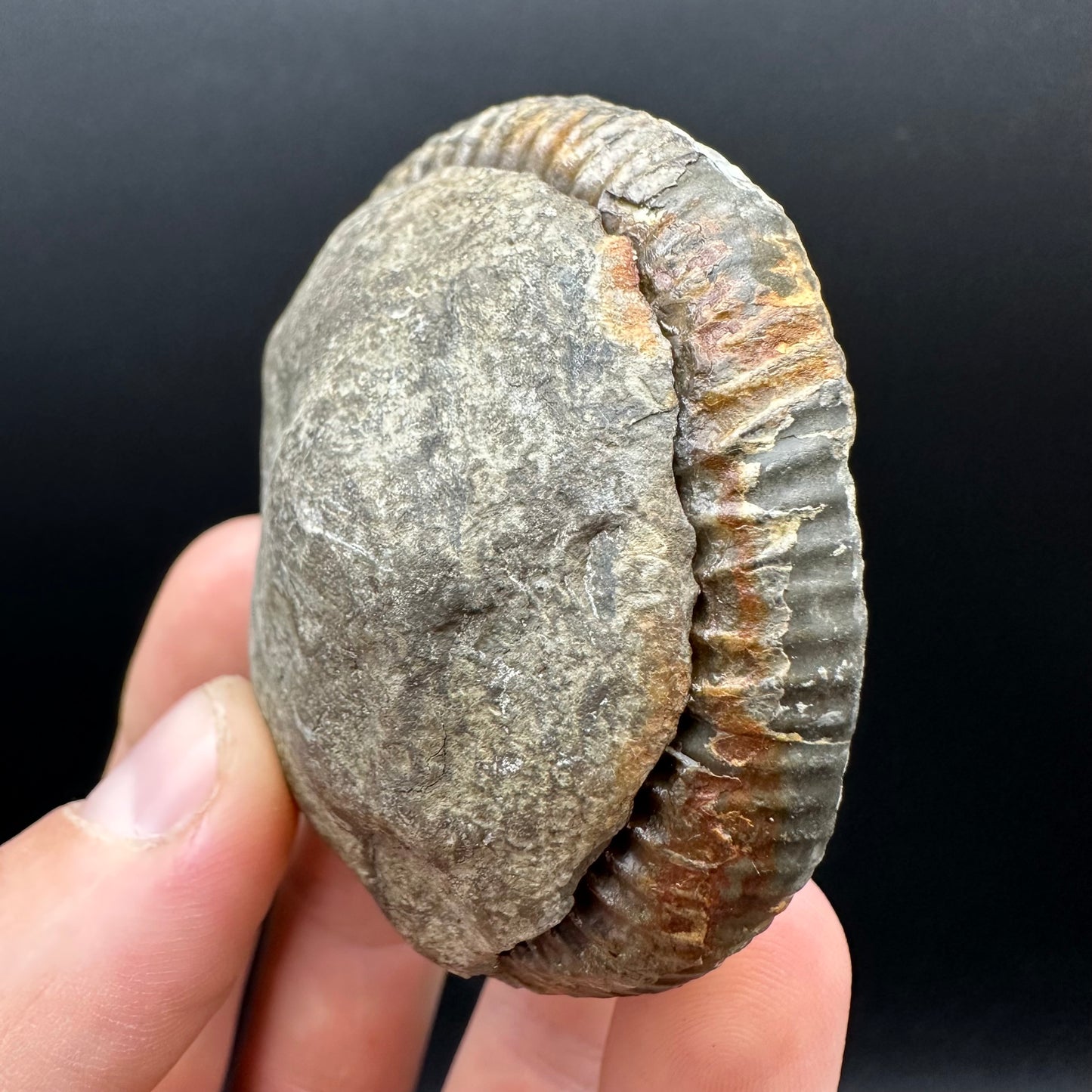 Dactylioceras Ammonite nodule (split pair) Fossil With Box And Stand - Whitby, North Yorkshire Jurassic Coast Yorkshire Fossils