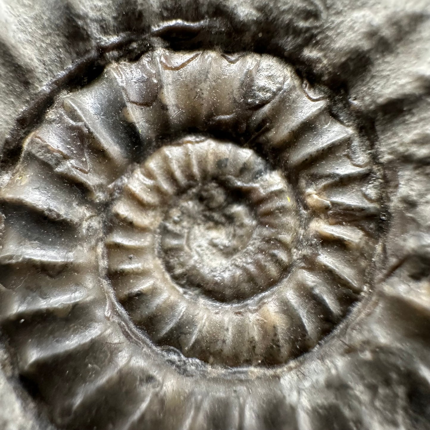 Arnioceras ammonite shell fossil with box and stand - Whitby, North Yorkshire Jurassic Coast Yorkshire Fossils