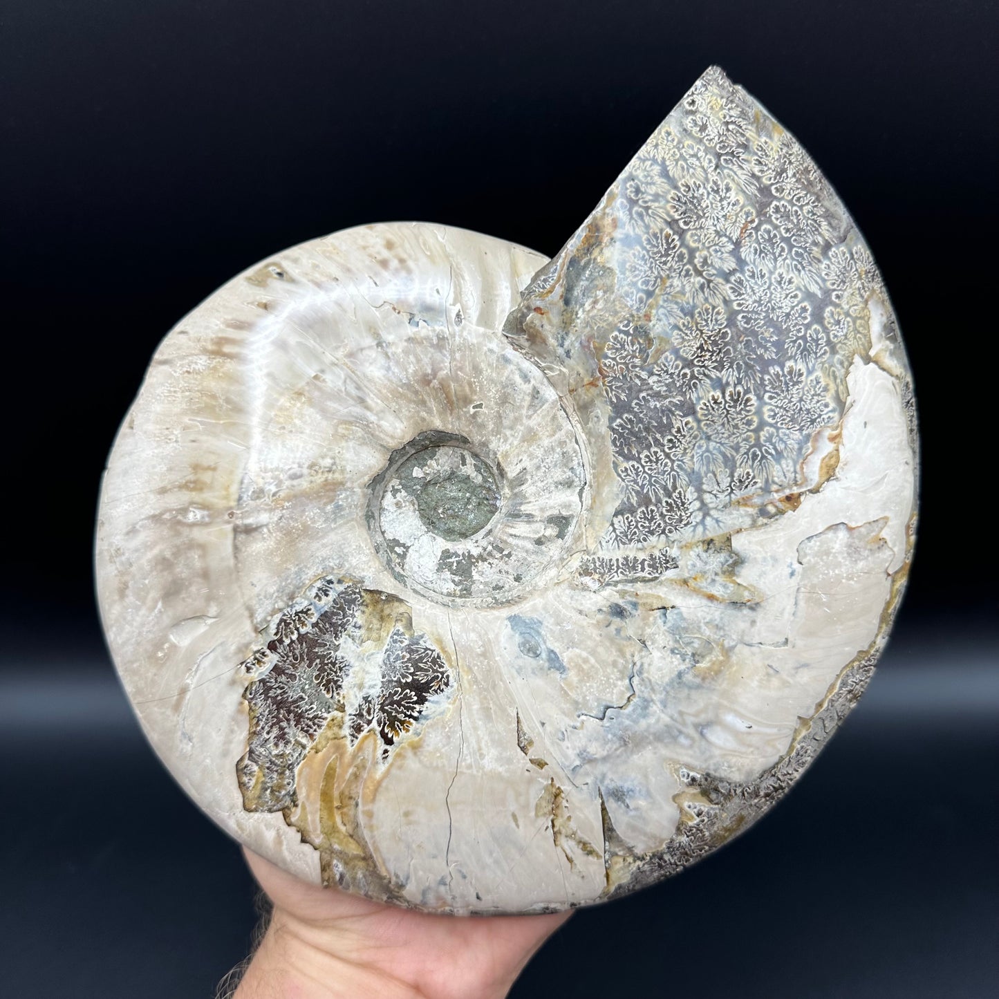 Cleoniceras Ammonite Fossil With Stand - Cretaceous Ammonite Madagascar