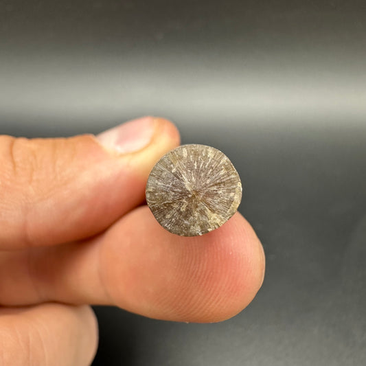 Belemnite (Fossil Squid) shell fossil - Whitby, North Yorkshire Jurassic Coast Yorkshire Fossils