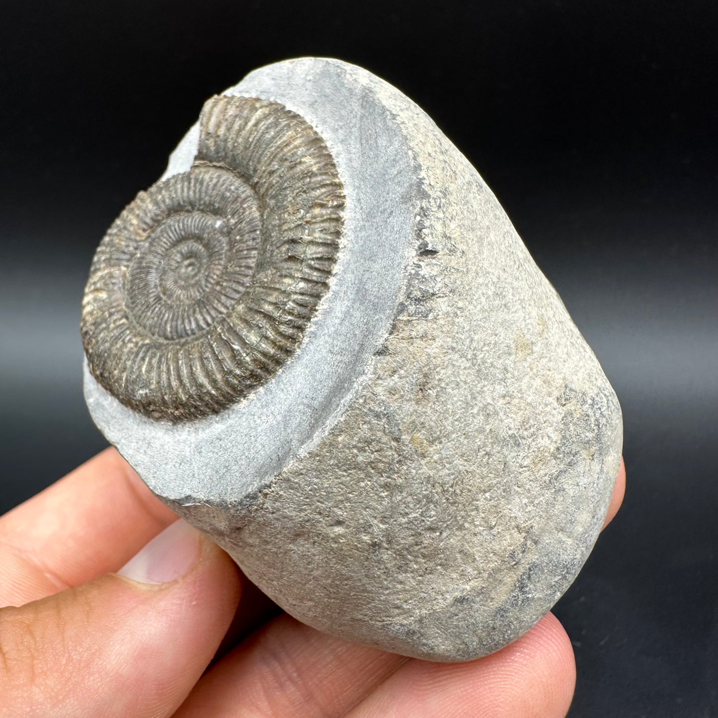 Dactylioceras Ammonite Fossil With Box And Stand - Whitby, North Yorkshire Jurassic Coast Yorkshire Fossils