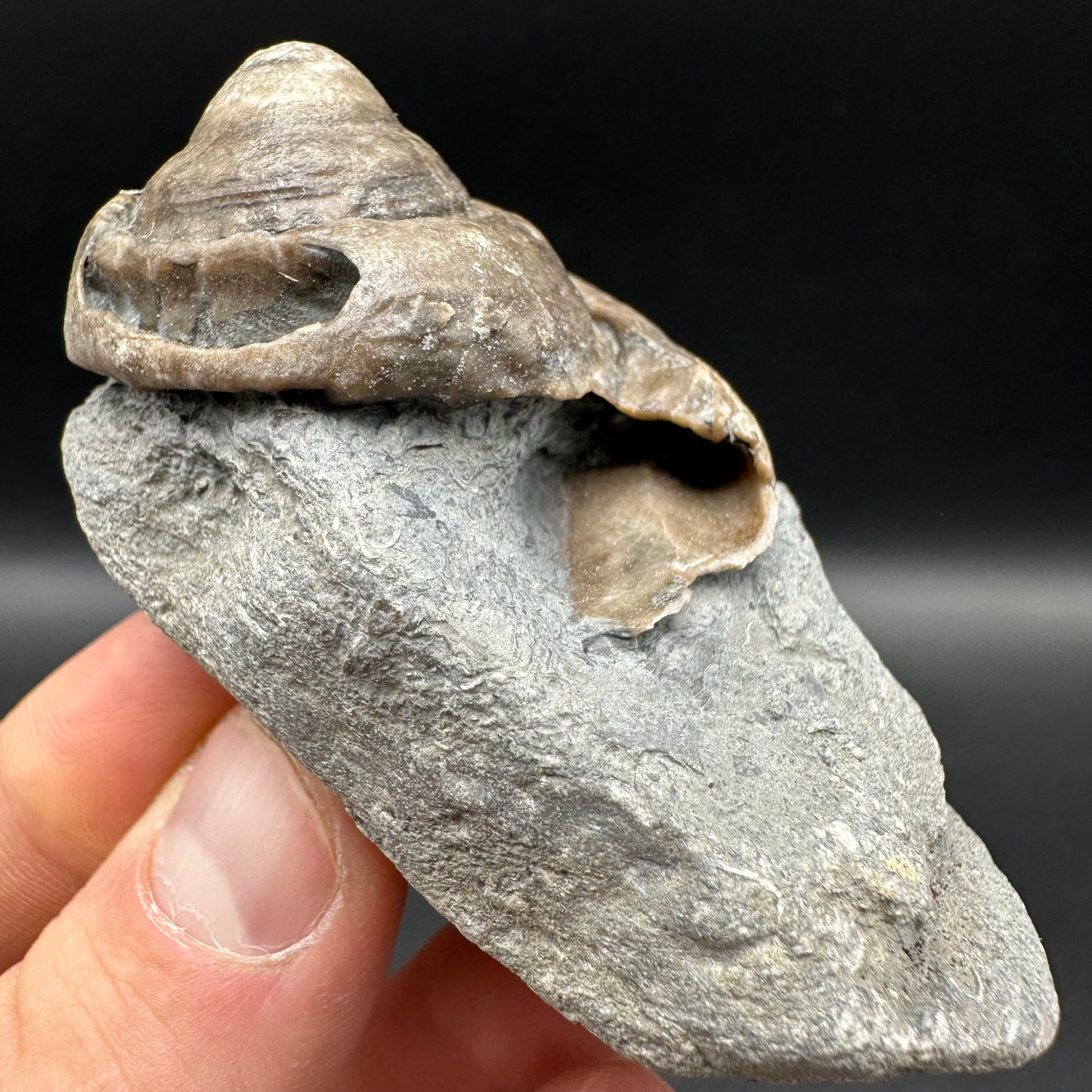 Gastropod Shell Fossil With Box And Stand - Whitby, North Yorkshire, Jurassic Coast, Yorkshire Fossils