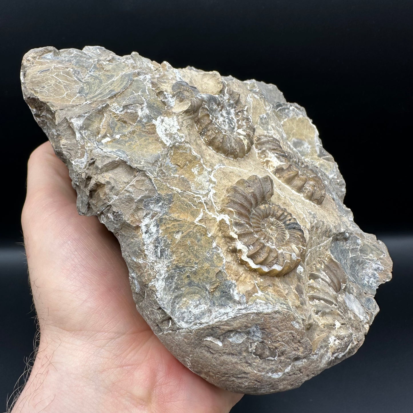 Androgynoceras capricornus Ammonite fossil - Whitby, North Yorkshire Jurassic Coast Yorkshire Fossils