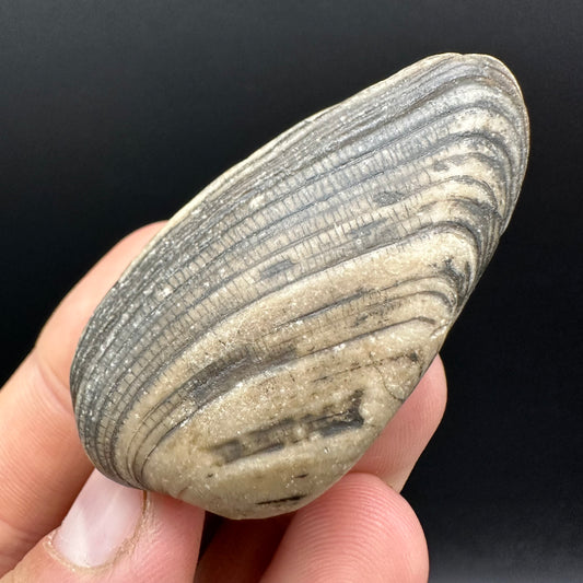 Shell fossil with box and stand - Whitby, North Yorkshire, Jurassic Coast, Yorkshire Fossils