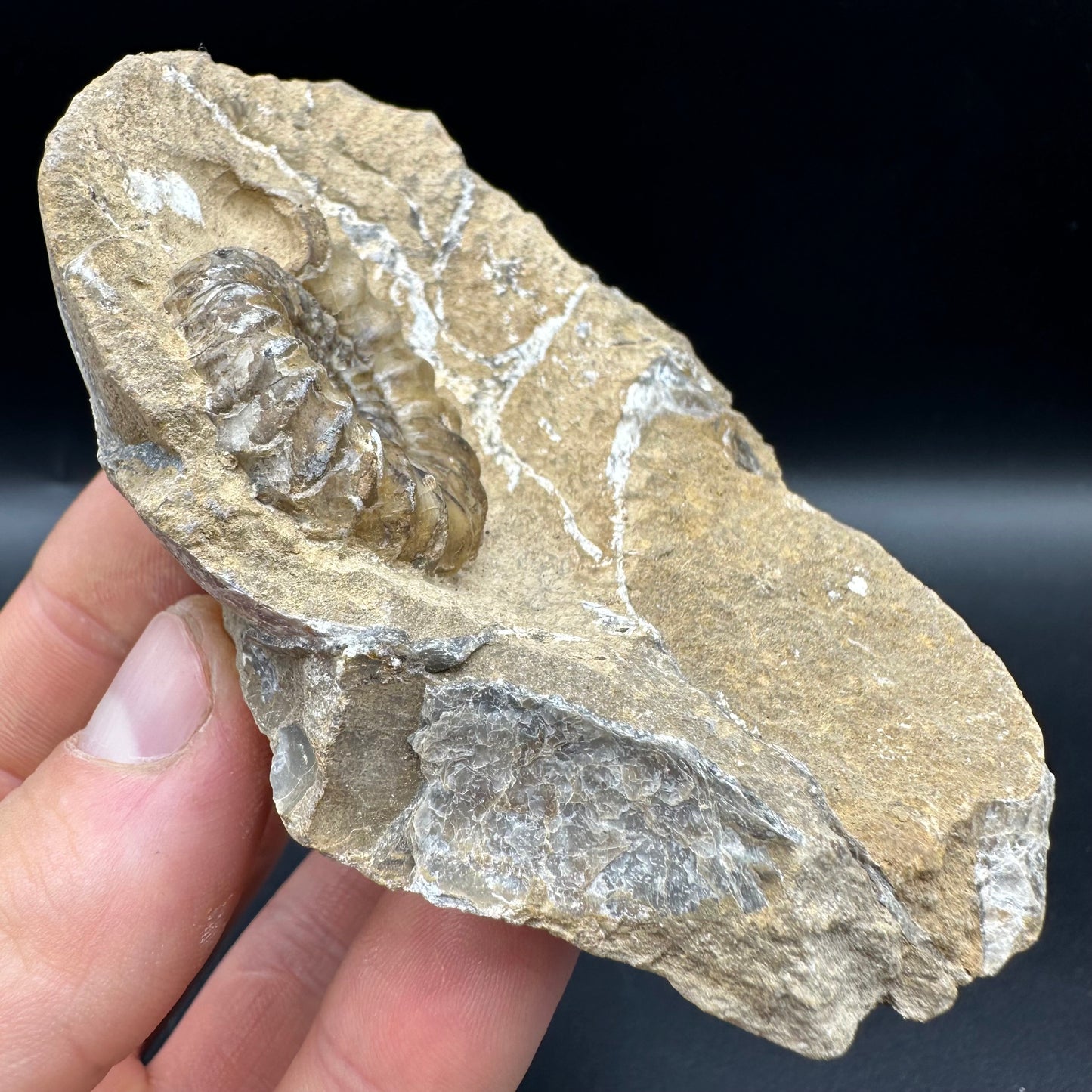 Androgynoceras capricornus Ammonite fossil with box and stand - Whitby, North Yorkshire Jurassic Coast Yorkshire Fossils