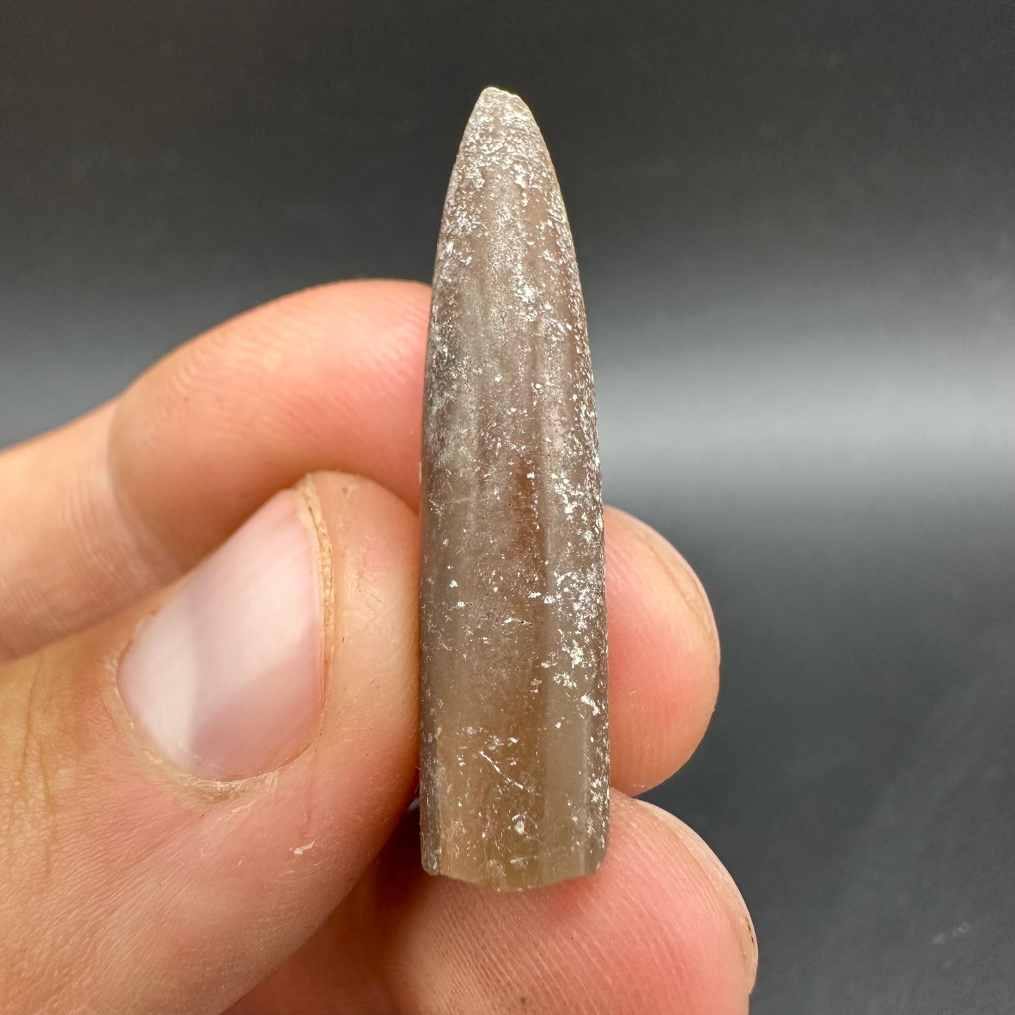 Belemnite (Fossil Squid) shell fossil - Whitby, North Yorkshire Jurassic Coast Yorkshire Fossils