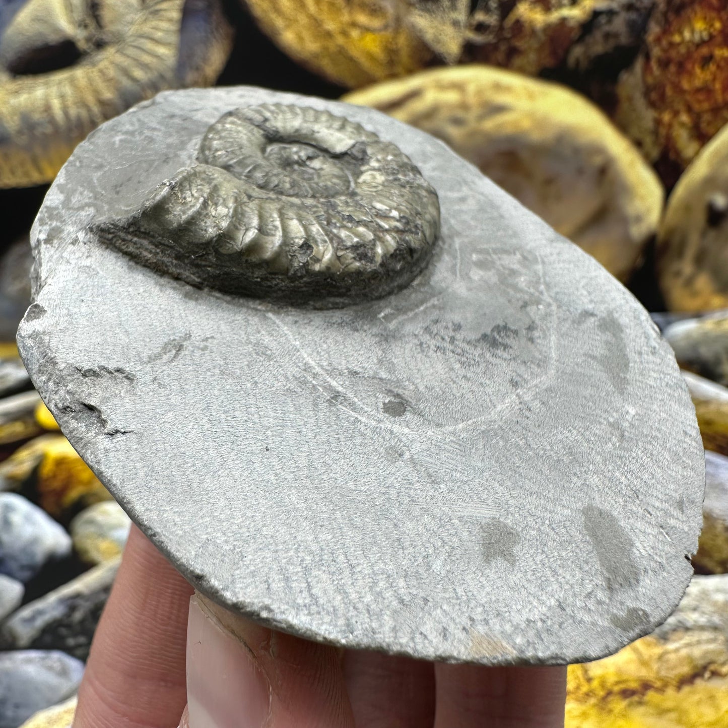 Hildoceras lusitanicum ammonite fossil - Whitby, North Yorkshire, Jurassic Coast, Yorkshire Fossils