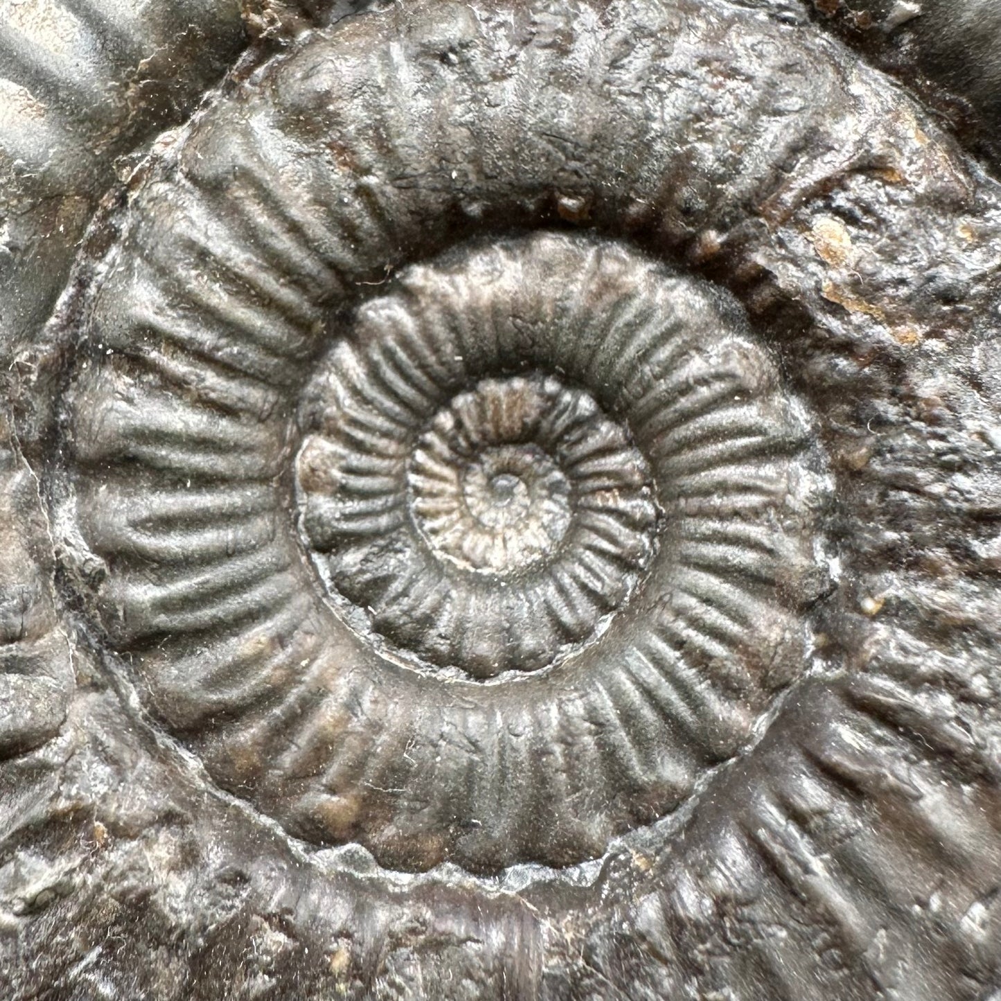 Peronoceras fibulatum Ammonite fossil with box and stand - Whitby, North Yorkshire Jurassic Coast Yorkshire Fossils