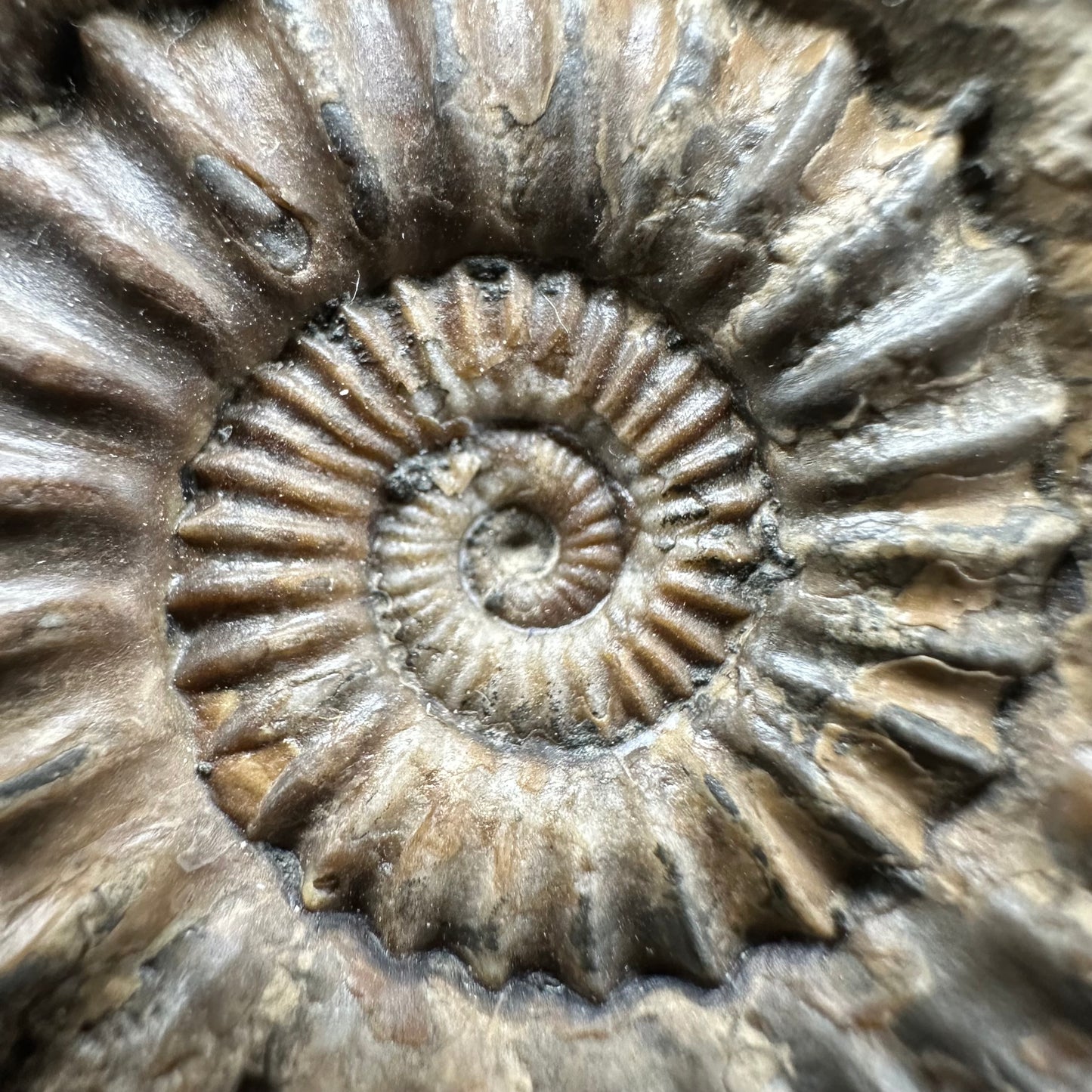 Oistoceras figulinum ammonite fossil with box and stand - Whitby, North Yorkshire Jurassic Coast Yorkshire Fossils