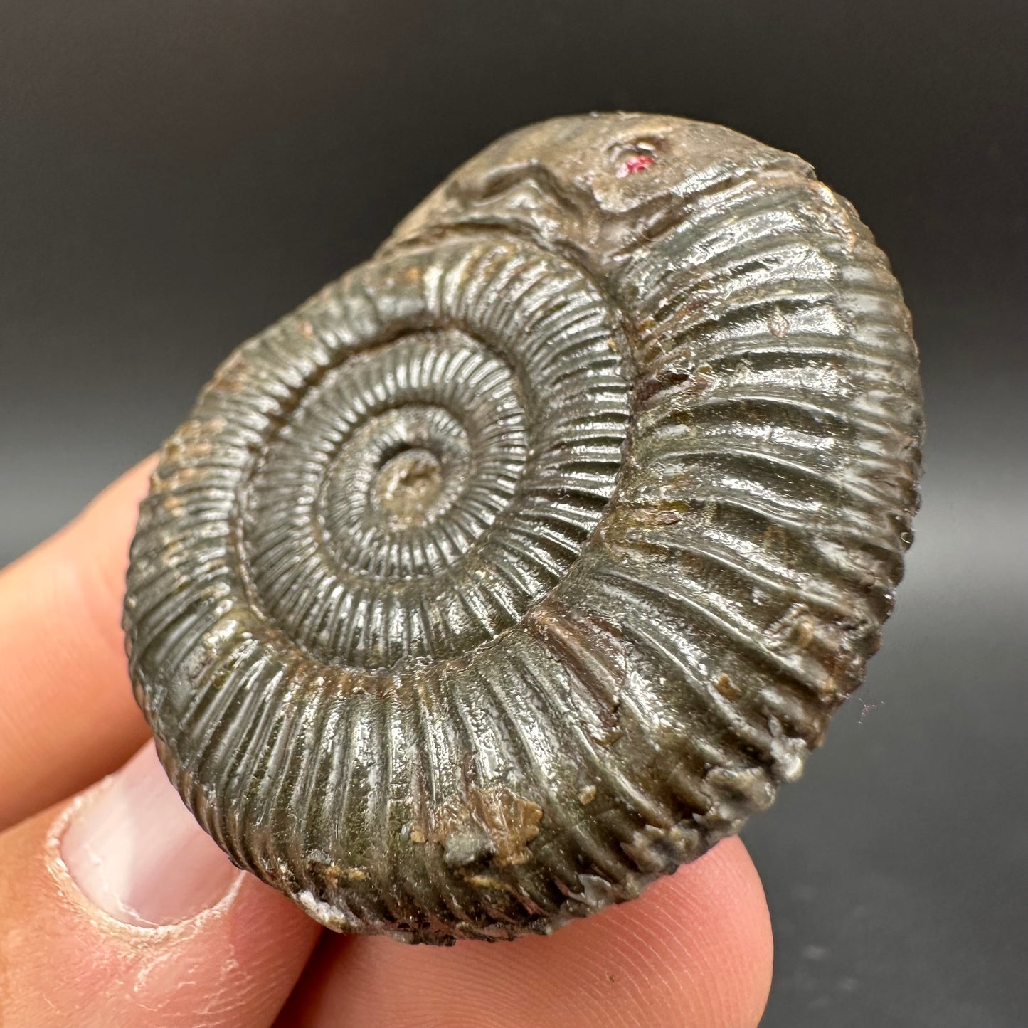 Snakestone Ammonite Fossil With Bag/Box And Stand - Whitby, North Yorkshire Jurassic Coast Yorkshire Fossils