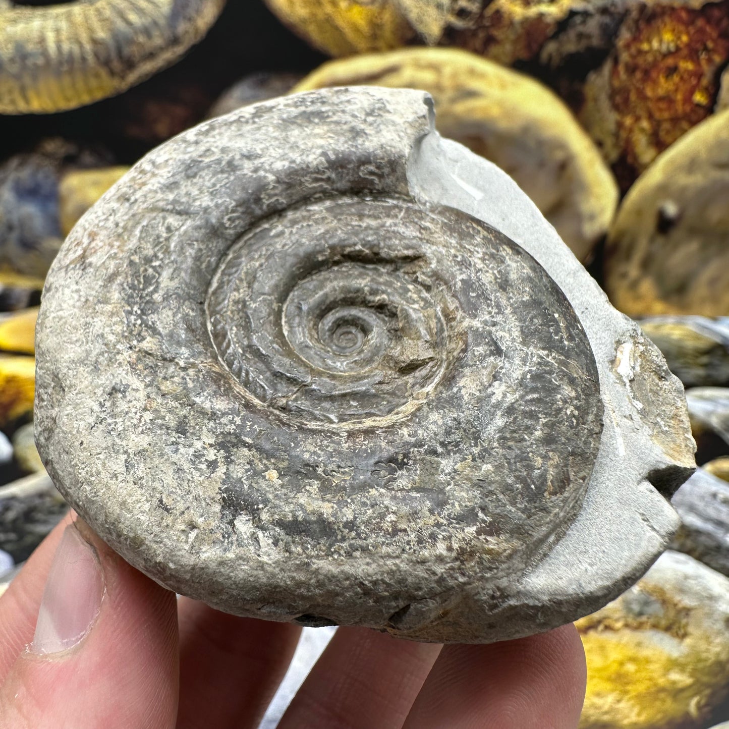 Hildoceras Bifrons ammonite fossil - Whitby, North Yorkshire Jurassic Coast