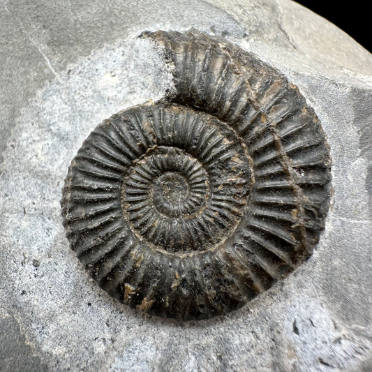 Dactylioceras Ammonite Fossil With Box And Stand - Whitby, North Yorkshire Jurassic Coast Yorkshire Fossils