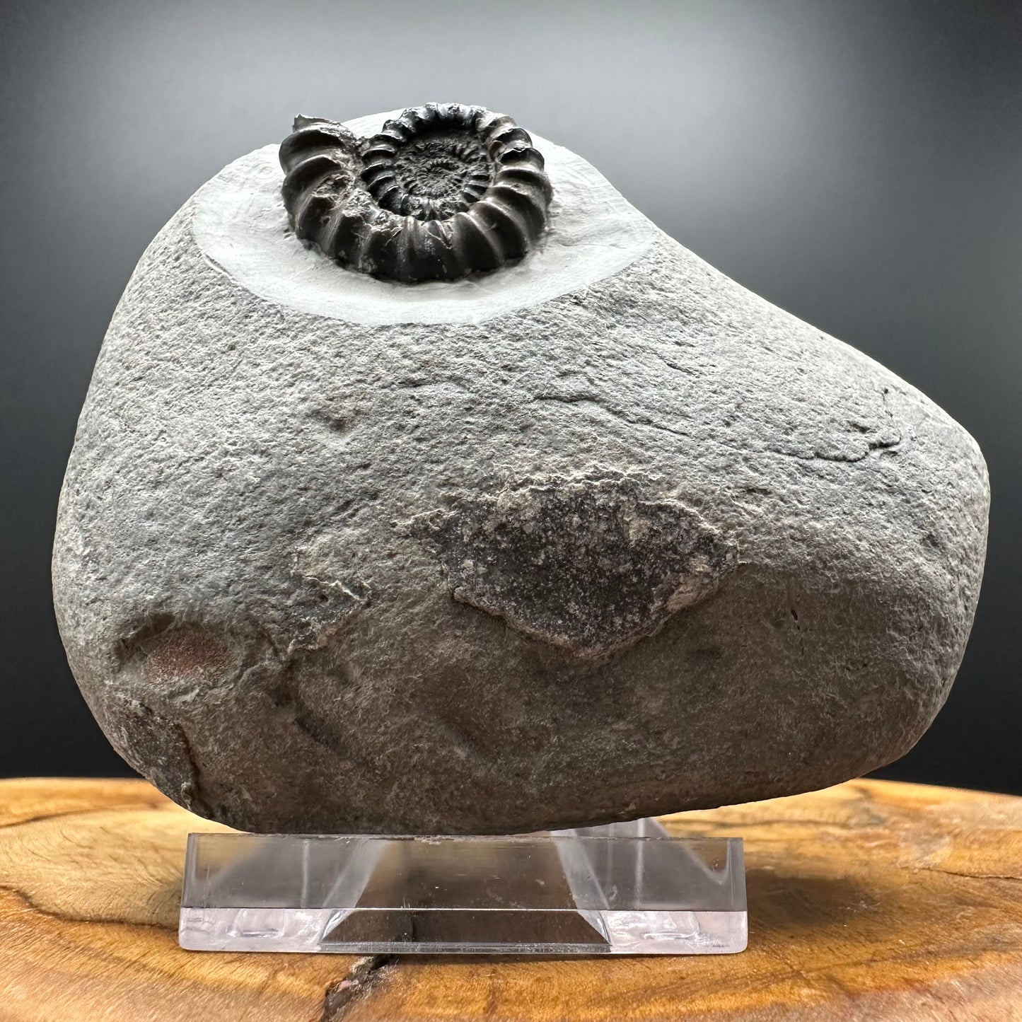 Gagaticeras Ammonite fossil with box and stand - Whitby, North Yorkshire Jurassic Coast Yorkshire Fossils