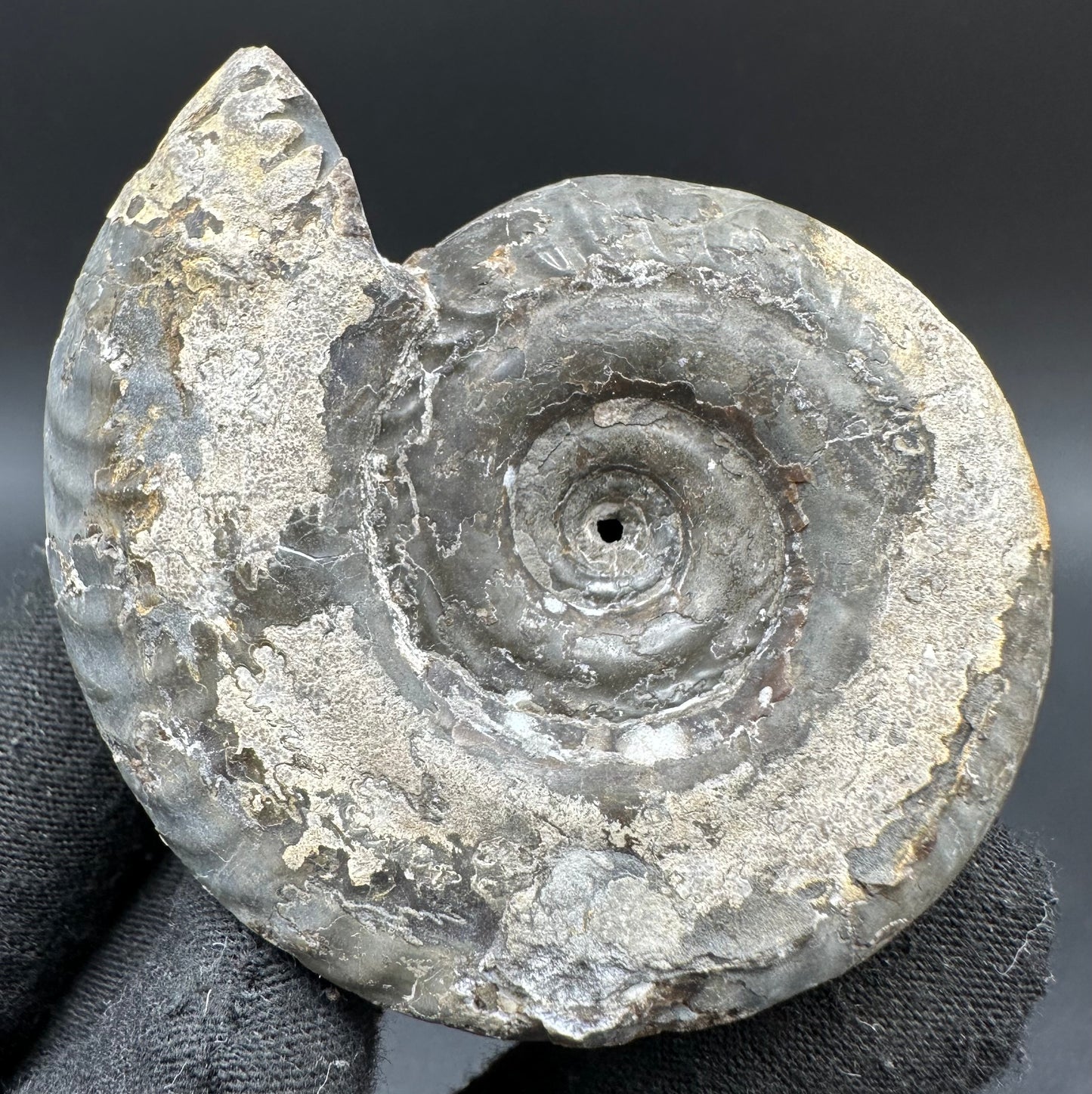 Hildoceras Bifrons Ammonite fossil with box and stand - Whitby, North Yorkshire Jurassic Coast, Yorkshire Fossils from the Jurassic Coast