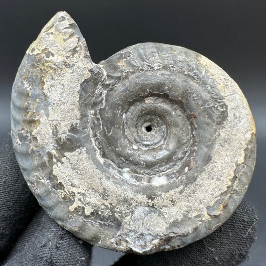 Hildoceras Bifrons Ammonite fossil with box and stand - Whitby, North Yorkshire Jurassic Coast, Yorkshire Fossils from the Jurassic Coast