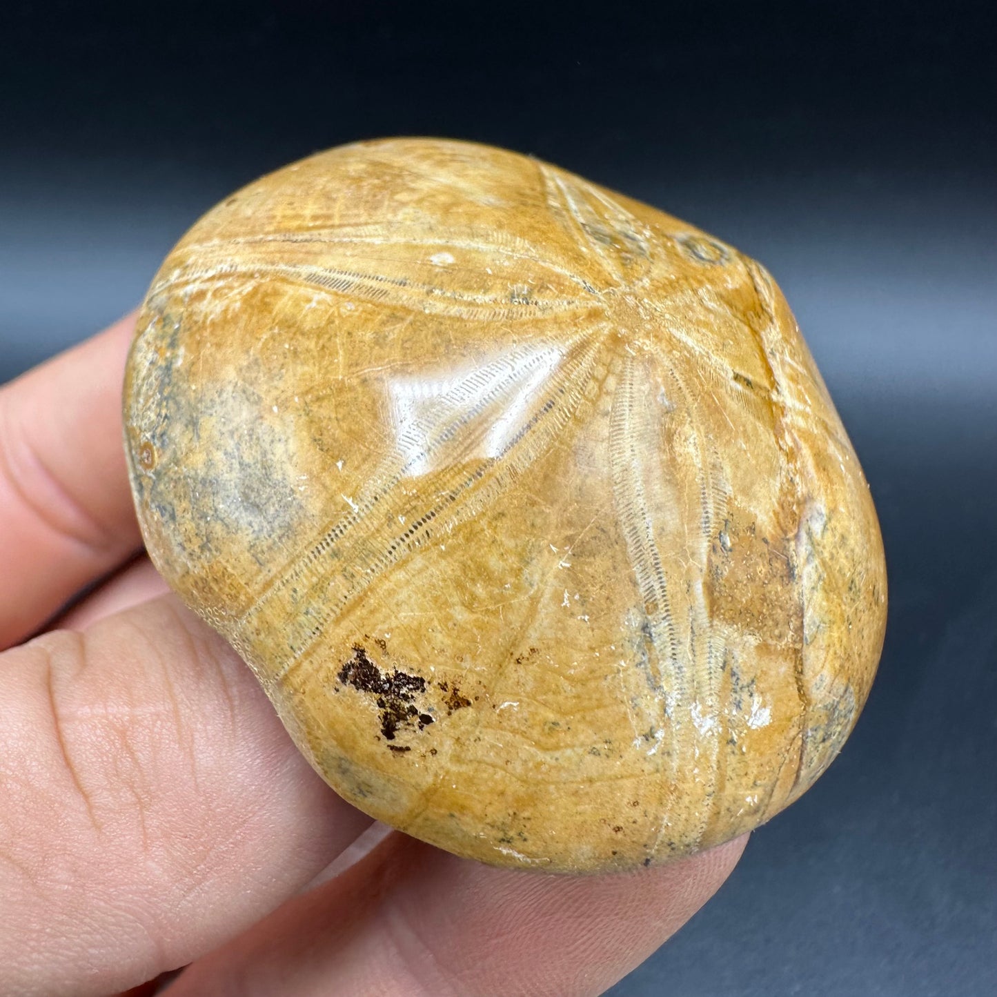 Holectypus Sea Urchin Fossil With Box And Stand - Middle Jurassic Madagascar