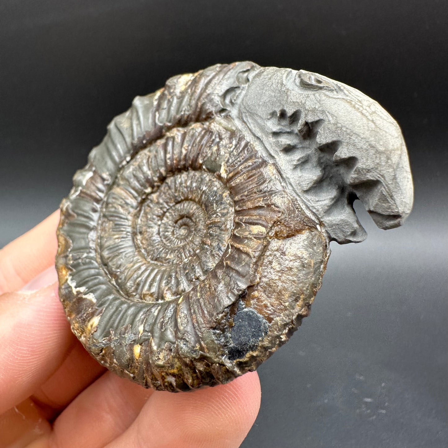 Snakestone Ammonite Fossil With Bag/Box And Stand - Whitby, North Yorkshire Jurassic Coast Yorkshire Fossils
