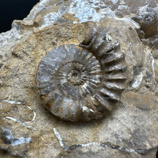 Androgynoceras capricornus Ammonite Fossil With Stand - Whitby, North Yorkshire Jurassic Coast Yorkshire Fossils