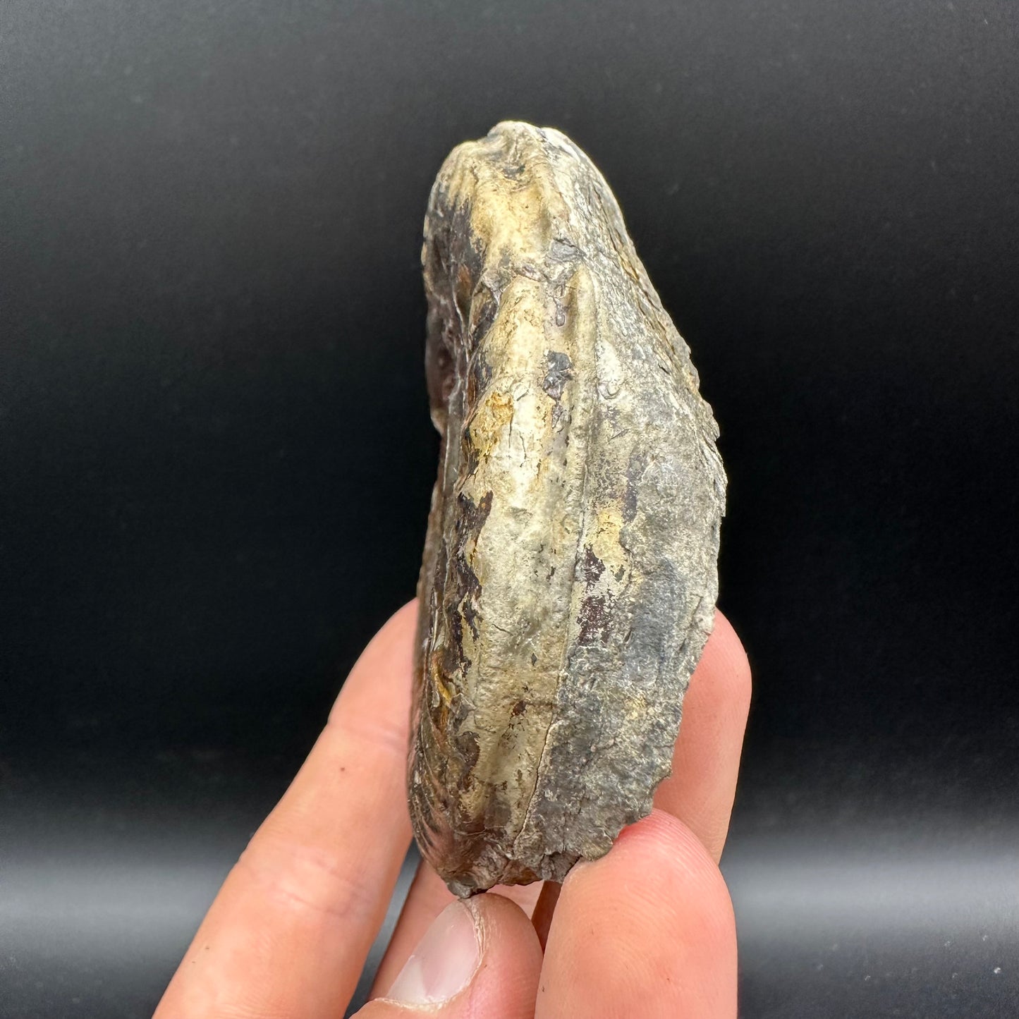 Hildoceras bifrons Ammonite Nodule (split pair) Fossil With Box And Stand - Whitby, North Yorkshire Jurassic Coast Yorkshire Fossils