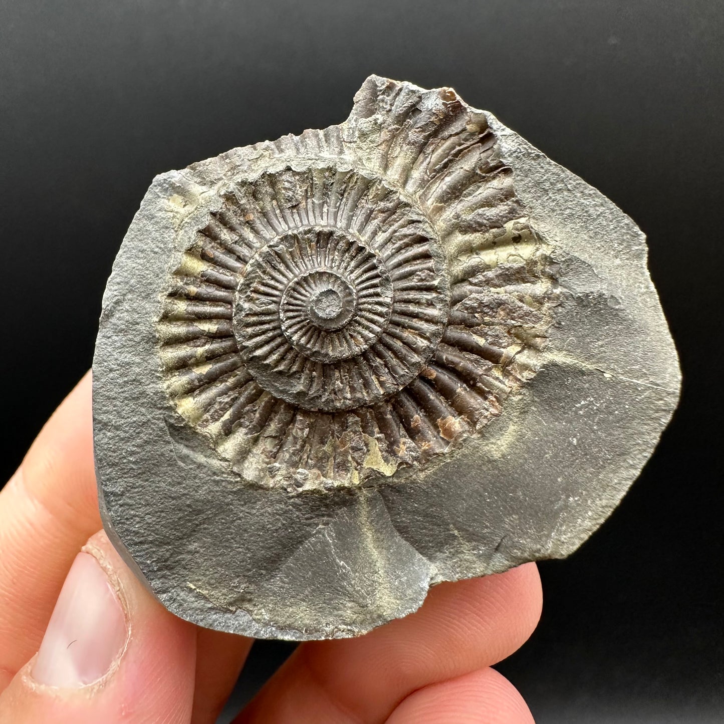 Dactylioceras Ammonite nodule (split pair) Fossil With Box And Stand - Whitby, North Yorkshire Jurassic Coast Yorkshire Fossils