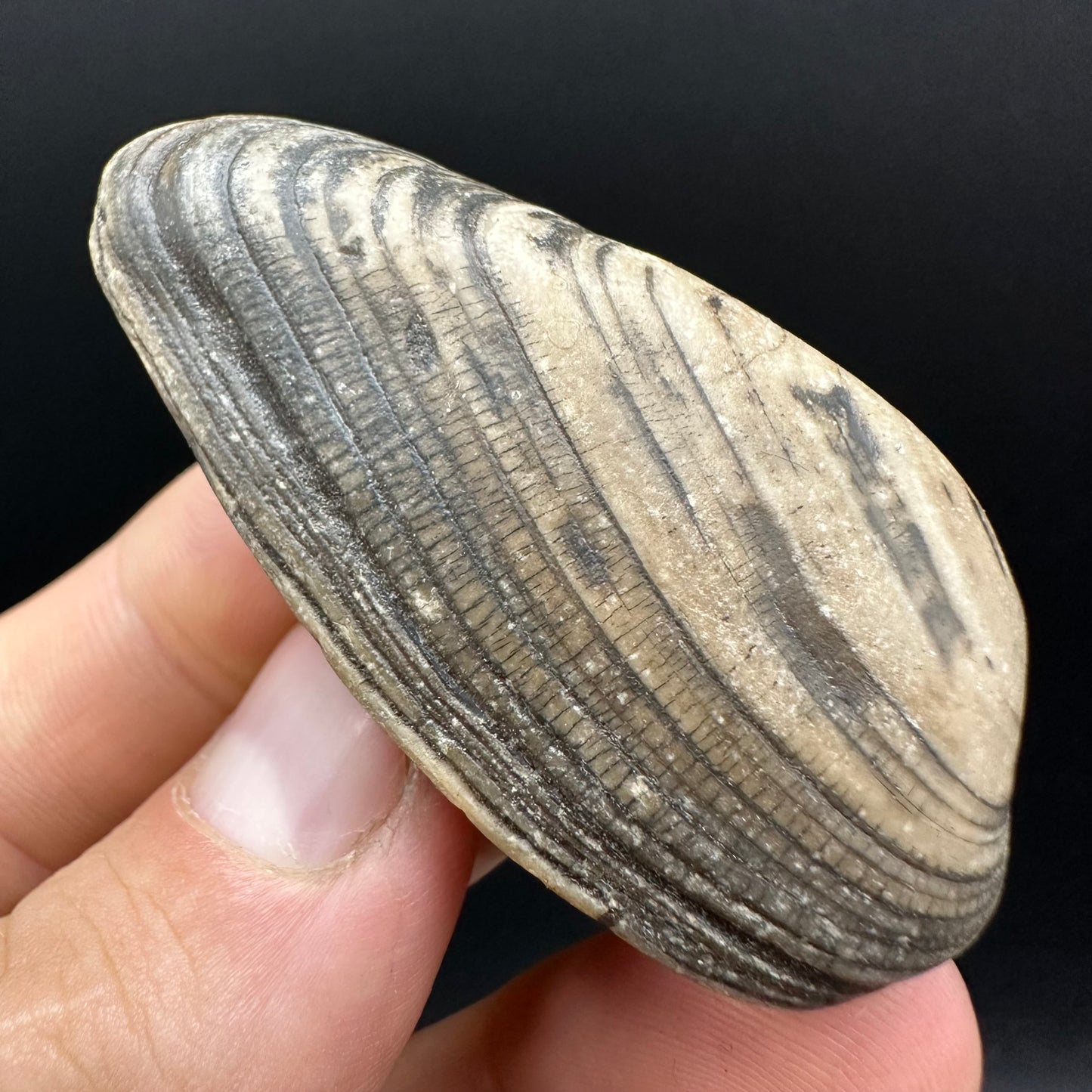 Shell fossil with box and stand - Whitby, North Yorkshire, Jurassic Coast, Yorkshire Fossils