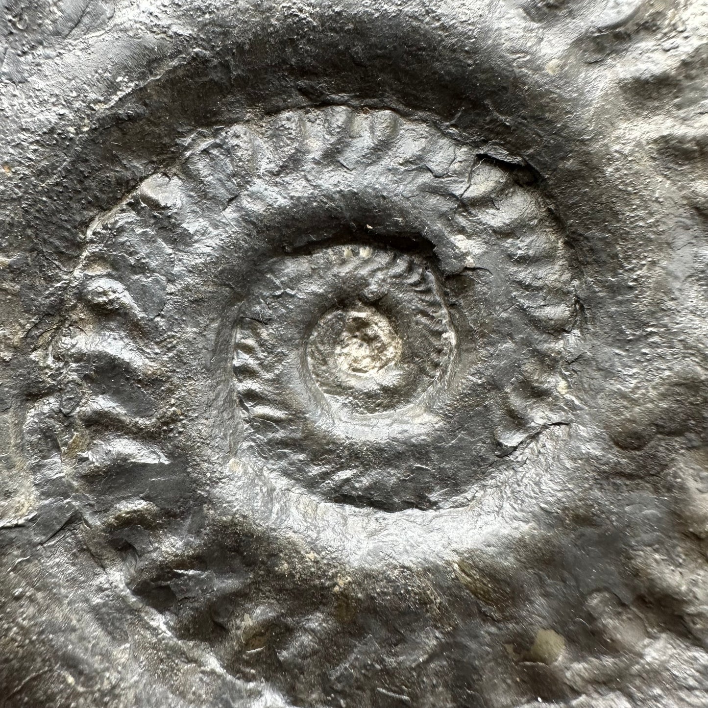 Hildoceras lusitanicum Ammonite fossil with stand - Whitby, North Yorkshire, Jurassic Coast, Yorkshire Fossils from the Jurassic Coast