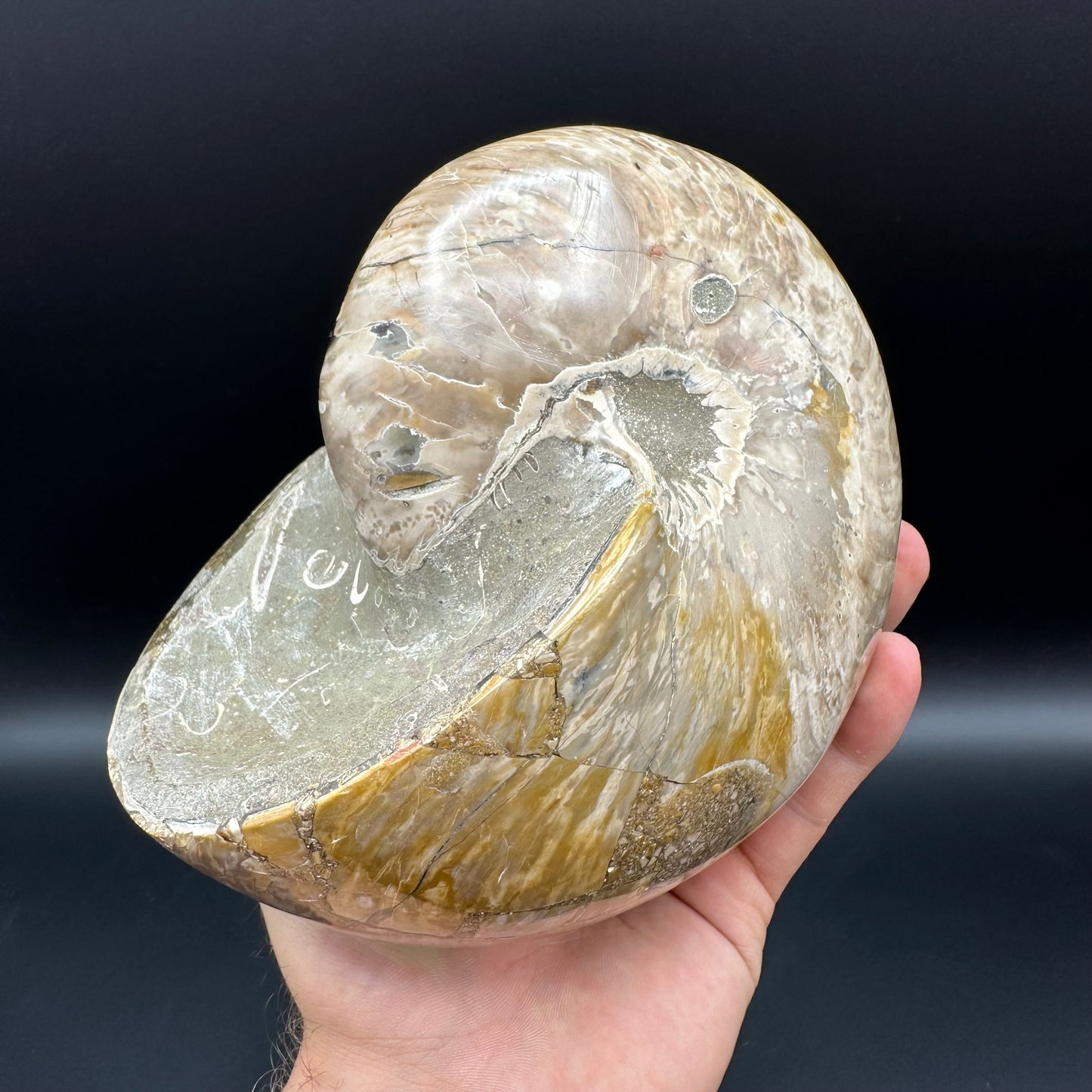 Cenoceras Nautilus Fossil With Stand - Middle Cretaceous Madagascar