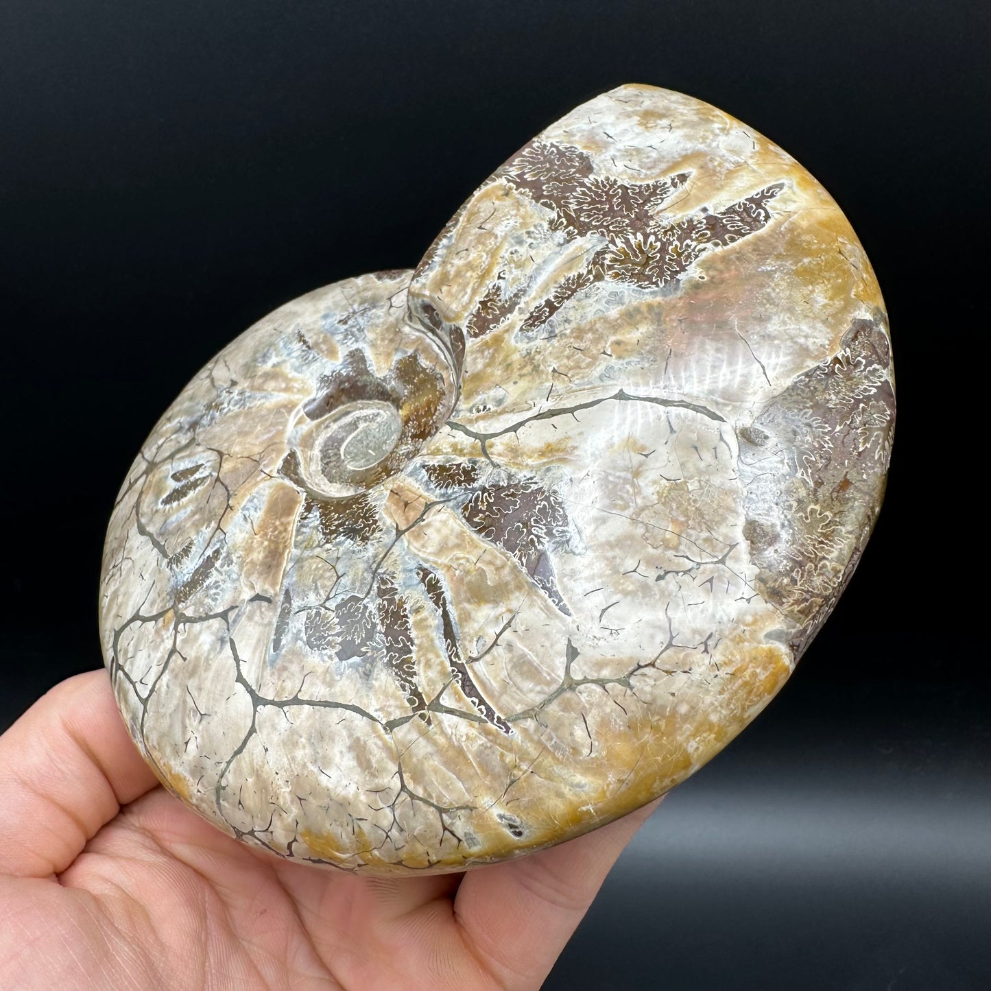 Cleoniceras Ammonite Fossil With Stand - Cretaceous Ammonite Madagascar