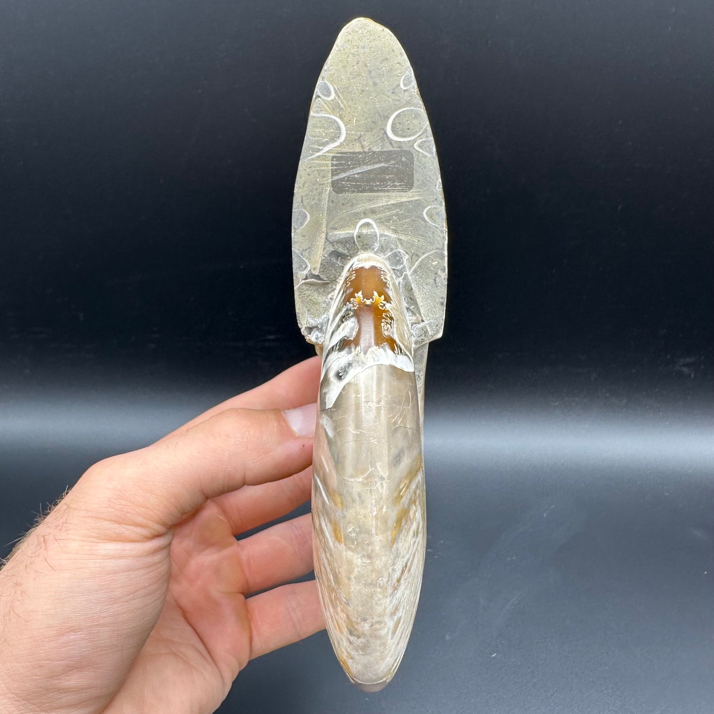 Cleoniceras Ammonite Fossil With Stand - Cretaceous Ammonite Madagascar