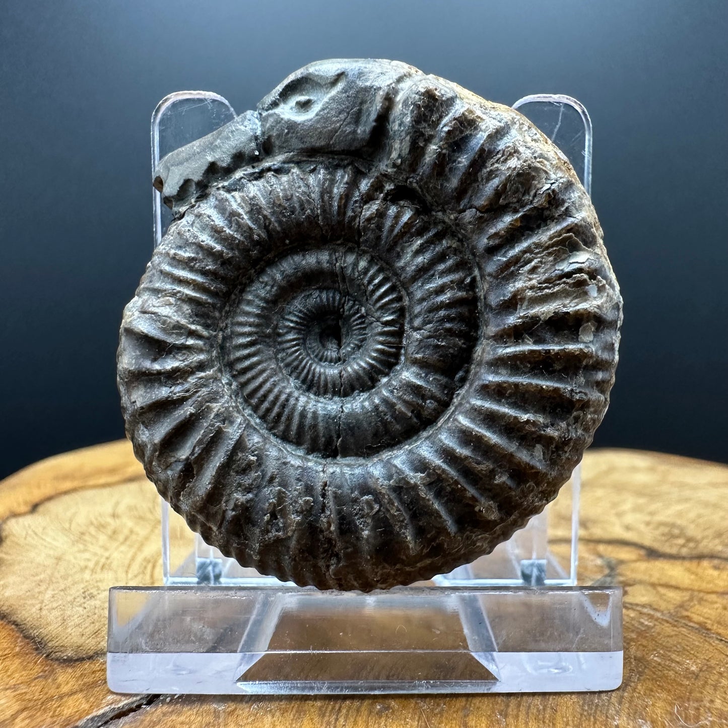 Snakestone Ammonite Fossil With Bag/Box And Stand - Whitby, North Yorkshire Jurassic Coast Yorkshire Fossils