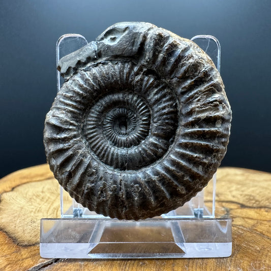 Snakestone Ammonite Fossil With Bag/Box And Stand - Whitby, North Yorkshire Jurassic Coast Yorkshire Fossils